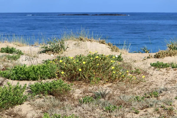 Plantas Flores Parque Urbano Orillas Del Mediterráneo Norte Israel — Foto de Stock