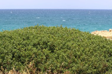 Kuzey İsrail 'deki Akdeniz kıyılarındaki bir şehir parkında bitki ve çiçekler. 
