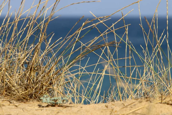 Kuzey İsrail 'deki Akdeniz kıyılarındaki bir şehir parkında bitki ve çiçekler. 