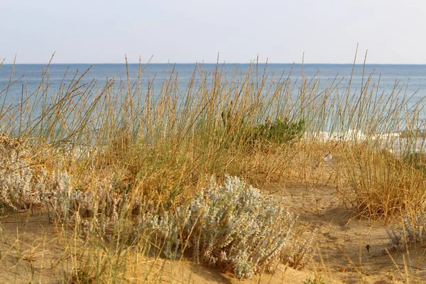 Plantas Flores Parque Cidade Nas Margens Mediterrâneo Norte Israel — Fotografia de Stock