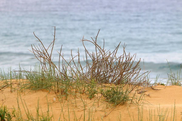 Kuzey İsrail 'deki Akdeniz kıyılarındaki bir şehir parkında bitki ve çiçekler. 