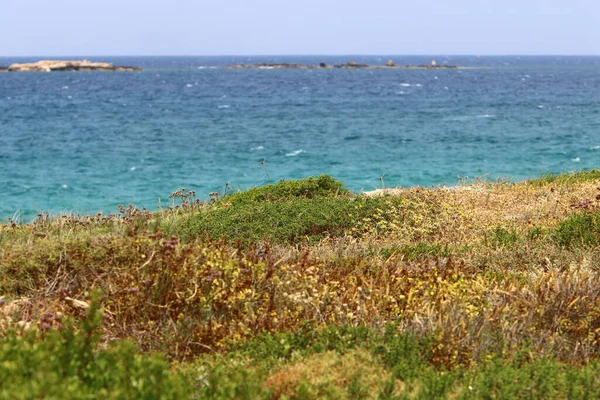 北イスラエルの地中海沿岸の都市公園の植物や花 — ストック写真