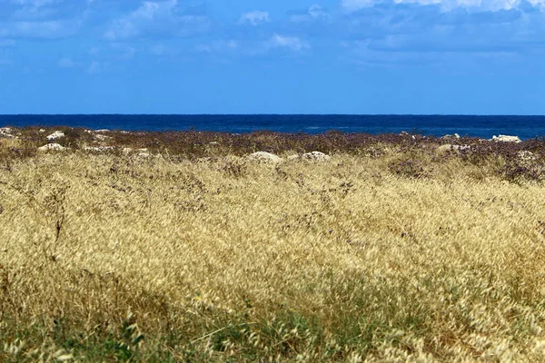 Рослини Квіти Міському Парку Узбережжі Середземного Моря Півночі Ізраїлю — стокове фото