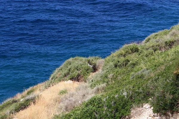 Plantas Flores Parque Cidade Nas Margens Mediterrâneo Norte Israel — Fotografia de Stock