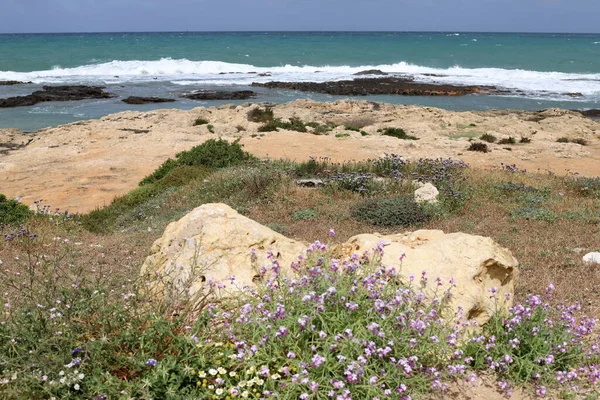 Plantas Flores Parque Cidade Nas Margens Mediterrâneo Norte Israel — Fotografia de Stock