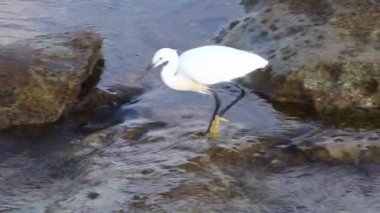 Akdeniz kıyısında balıkçılık 