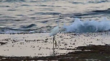 Akdeniz kıyısında balıkçılık 