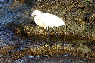 Akdeniz kıyısında balıkçılık 