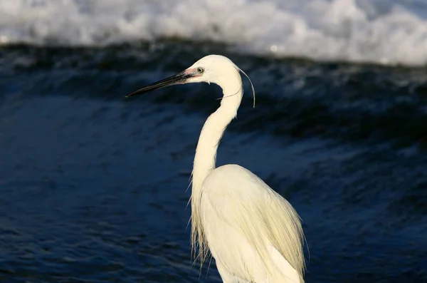 Egret Rybolov Pobřeží Středozemního Moře — Stock fotografie