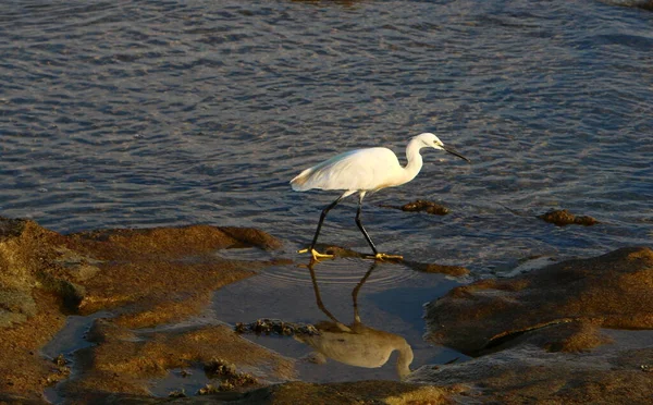 Egret Halászat Földközi Tenger Partján — Stock Fotó