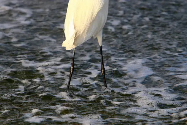 Egret Rybolov Pobřeží Středozemního Moře — Stock fotografie