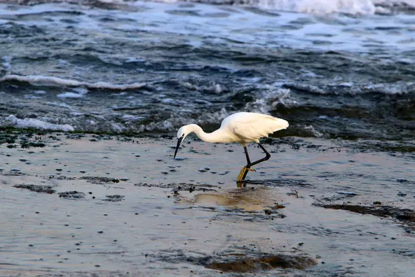 Egret Halászat Földközi Tenger Partján — Stock Fotó