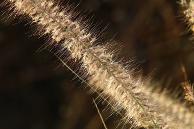 Gevrek bitkilerinin kulakları güçlü bir rüzgarda sallanır. Kuzey İsrail 'de kırsal alan 