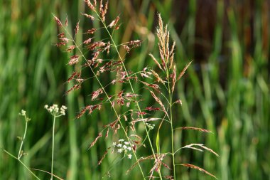 Gevrek bitkilerinin kulakları güçlü bir rüzgarda sallanır. Kuzey İsrail 'de kırsal alan 