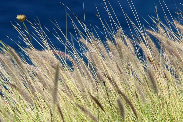 Ears Cereal Plants Sway Strong Wind Rural Landscape Northern Israel — Stock Photo, Image