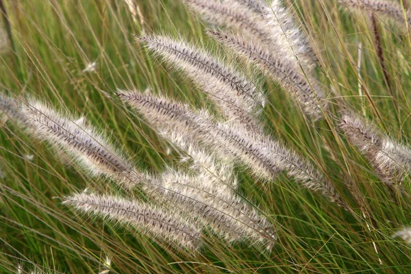 Las Orejas Las Plantas Cereales Balancean Con Fuerte Viento Paisaje — Foto de Stock