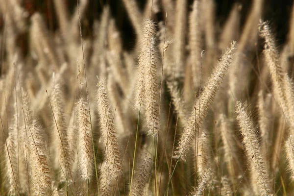 Las Orejas Las Plantas Cereales Balancean Con Fuerte Viento Paisaje — Foto de Stock