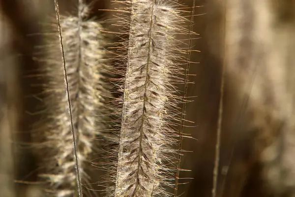 穀物植物の耳は強い風に揺れる 北イスラエルの田園風景 — ストック写真