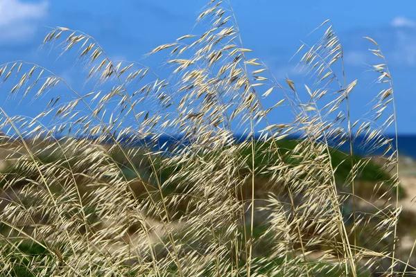 Αυτιά Από Φυτά Δημητριακών Λικνίζονται Δυνατό Άνεμο Αγροτικό Τοπίο Στο — Φωτογραφία Αρχείου