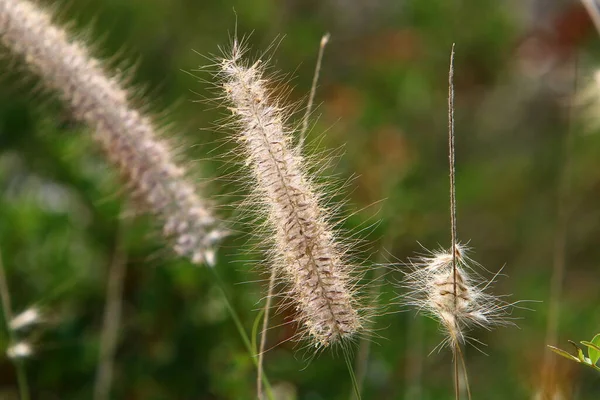 Bei Starkem Wind Wiegen Sich Ähren Von Getreidepflanzen Ländliche Landschaft — Stockfoto