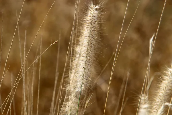 Уши Злаковых Растений Раскачиваются Сильном Ветре Сельский Пейзаж Севере Израиля — стоковое фото