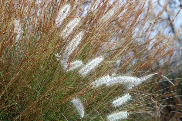 Les Oreilles Des Plantes Céréalières Balancent Dans Vent Fort Paysage — Photo