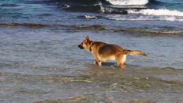 Cão Para Passeio Parque Cidade Costa Mediterrânea Israel — Vídeo de Stock