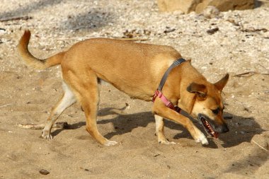 İsrail 'in Akdeniz kıyısındaki bir şehir parkında yürüyüşe çıkan köpek. 