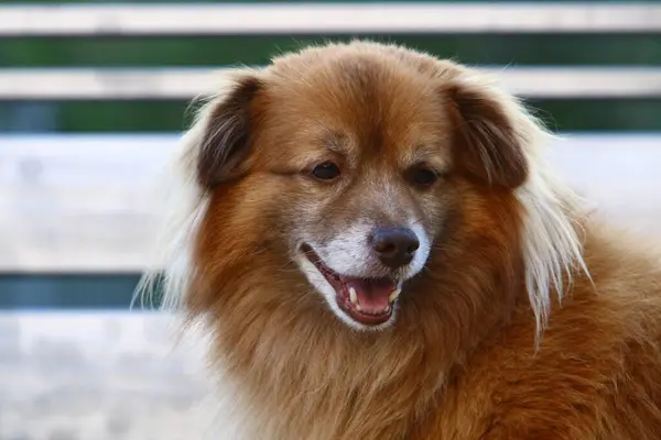 Hund För Promenad Stadspark Medelhavskusten Israel — Stockfoto