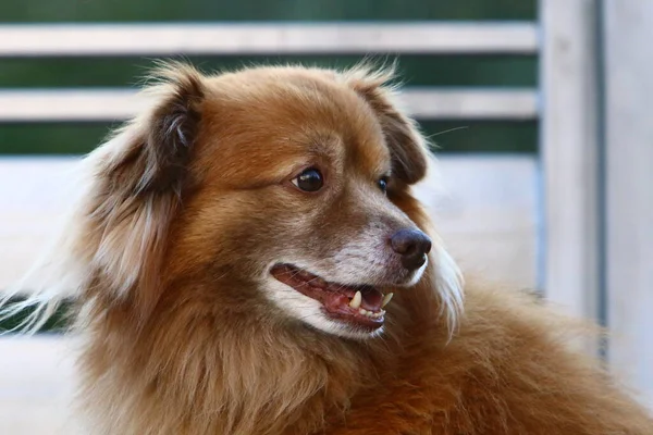 Srail Akdeniz Kıyısındaki Bir Şehir Parkında Yürüyüşe Çıkan Köpek — Stok fotoğraf