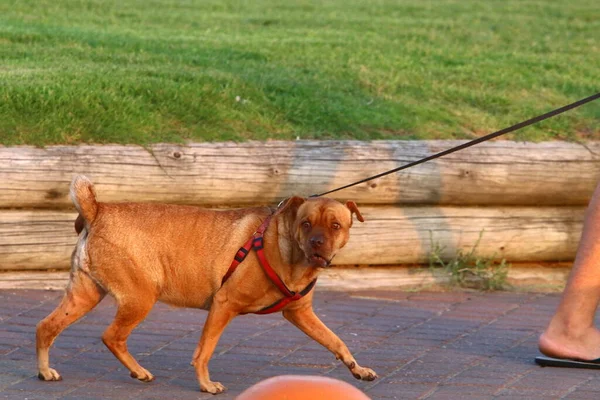 Hond Voor Een Wandeling Een Stadspark Aan Middellandse Zeekust Israël — Stockfoto