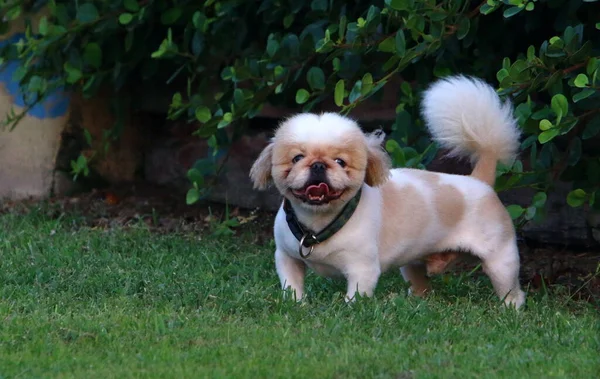 Hund För Promenad Stadspark Medelhavskusten Israel — Stockfoto