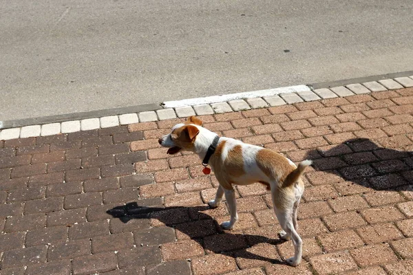 Hund Spazieren Einem Stadtpark Der Mittelmeerküste Israel — Stockfoto