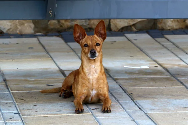 Chien Pour Une Promenade Dans Parc Urbain Sur Côte Méditerranéenne — Photo