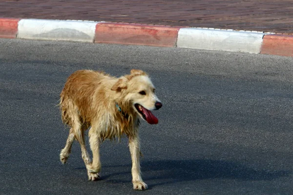 Dog Walk City Park Mediterranean Coast Israel — Stock Photo, Image