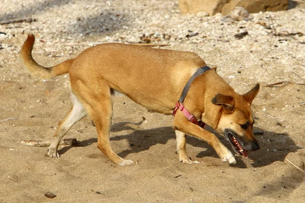 Perro Para Paseo Parque Ciudad Costa Mediterránea Israel — Foto de Stock