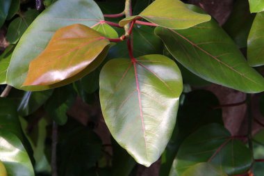 İsrail 'de bir şehir parkındaki ağaçta renkli yapraklar. Yapraklar sabah güneşiyle aydınlanır. 