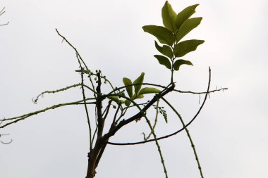 İsrail 'de bir şehir parkındaki ağaçta renkli yapraklar. Yapraklar sabah güneşiyle aydınlanır. 