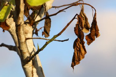 İsrail 'de bir şehir parkındaki ağaçta renkli yapraklar. Yapraklar sabah güneşiyle aydınlanır. 
