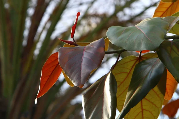 Bunte Blätter Einem Baum Einem Stadtpark Israel Die Blätter Werden — Stockfoto