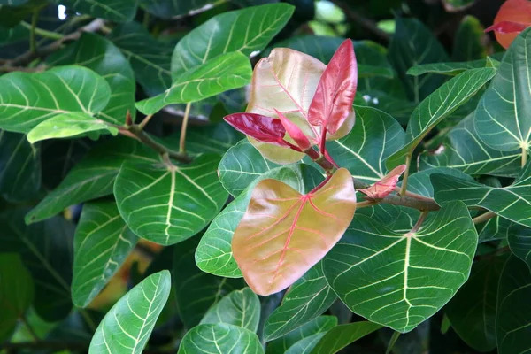 Feuilles Colorées Sur Arbre Dans Parc Urbain Israël Les Feuilles — Photo