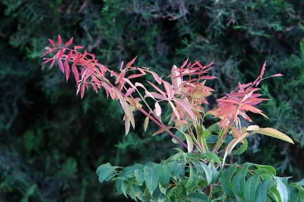 Barevné Listí Stromě Městském Parku Izraeli Listy Jsou Ozářeny Ranním — Stock fotografie