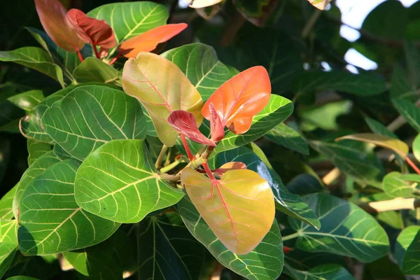 Hojas Coloridas Árbol Parque Ciudad Israel Las Hojas Están Iluminadas —  Fotos de Stock