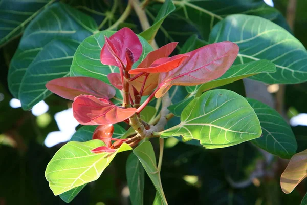 Hojas Coloridas Árbol Parque Ciudad Israel Las Hojas Están Iluminadas —  Fotos de Stock