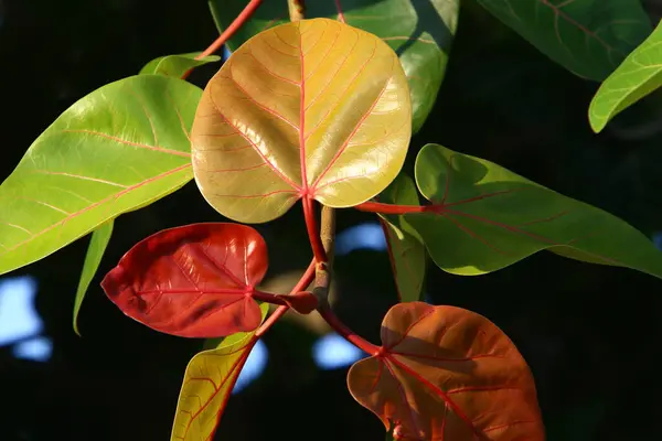 Srail Bir Şehir Parkındaki Ağaçta Renkli Yapraklar Yapraklar Sabah Güneşiyle — Stok fotoğraf