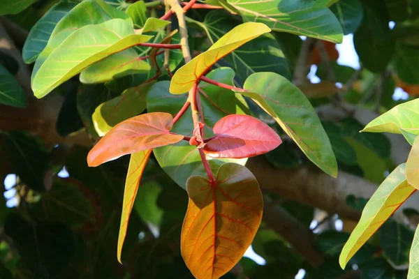 Feuilles Colorées Sur Arbre Dans Parc Urbain Israël Les Feuilles — Photo