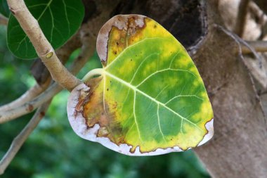 İsrail 'de bir şehir parkındaki ağaçta renkli yapraklar. Yapraklar sabah güneşiyle aydınlanır. 