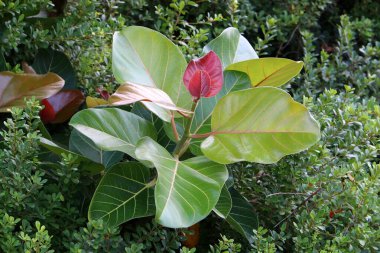 İsrail 'de bir şehir parkındaki ağaçta renkli yapraklar. Yapraklar sabah güneşiyle aydınlanır. 