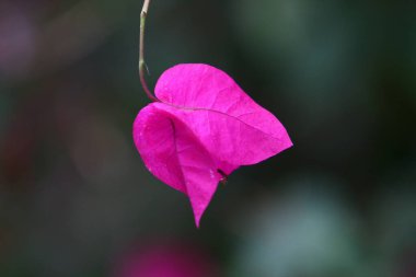 İsrail 'de bir şehir parkındaki ağaçta renkli yapraklar. Yapraklar sabah güneşiyle aydınlanır. 