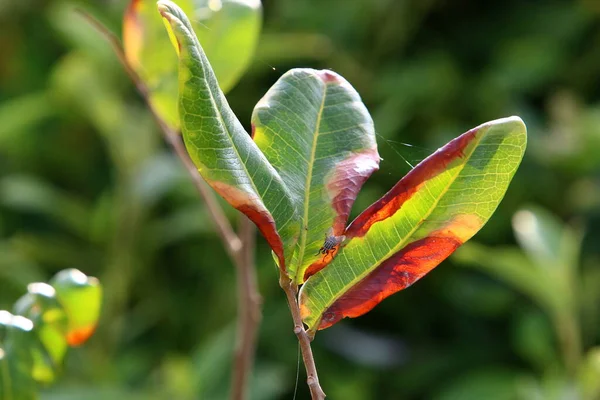 Colorful Leaves Tree City Park Israel Leaves Illuminated Morning Sun — Stock Photo, Image